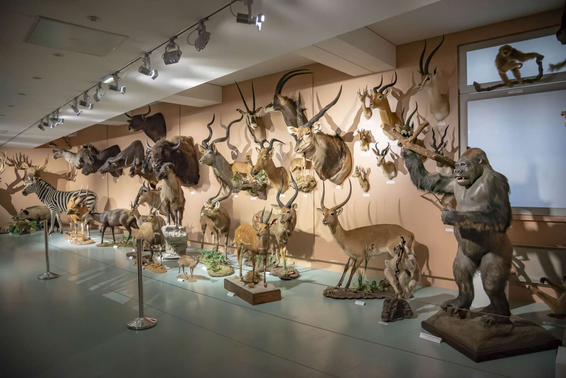 tours museum d'histoire naturelle